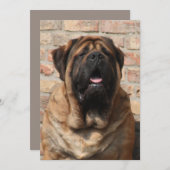 old english Mastiff Einladung (Vorne/Hinten)