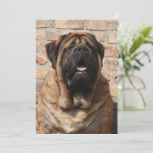 old english Mastiff Einladung