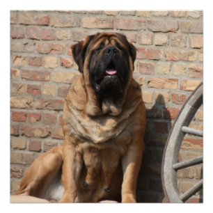 old english Mastiff  Poster