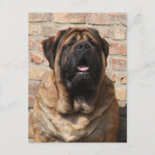 old english Mastiff  Postkarte