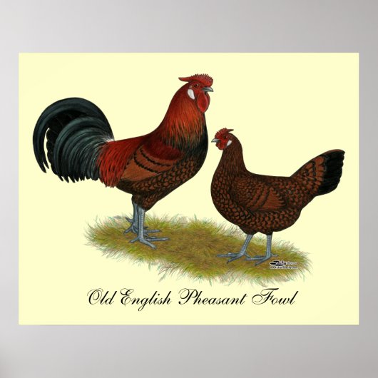 Old English Pheasant Fowl Poster (Vorne)