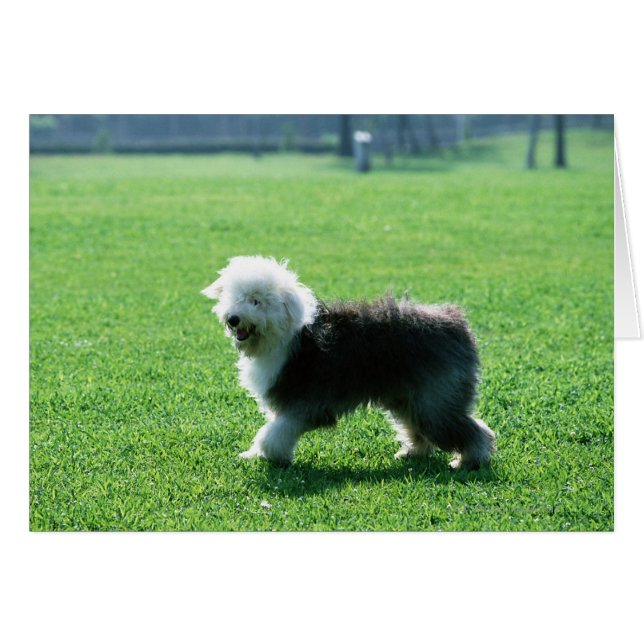 Old English Sheep Dog (Vorderseite (Horizontal))
