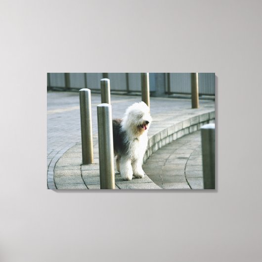 Old English Sheep Dog Leinwanddruck (Vorderseite)
