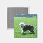 Old English Sheep Dog Magnet (Vorderseite/Rückseite)