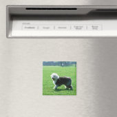 Old English Sheep Dog Magnet (In Situ (Geschirrspüler))