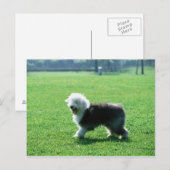 Old English Sheep Dog Postkarte (Vorne/Hinten)