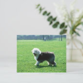 Old English Sheep Dog Postkarte (Stehend Vorderseite)