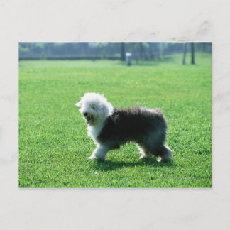 Old English Sheep Dog Postkarte
