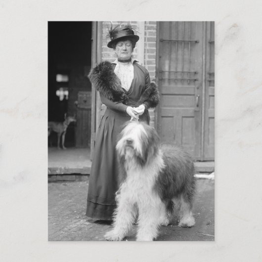 Old English Sheepdog, 1915 Postkarte (Vorderseite)