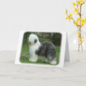 Old English Sheepdog 9F054D-18 Karte (Gelbe Blume)