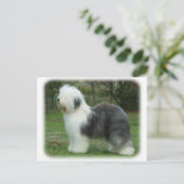 Old English Sheepdog 9F054D-18 Postkarte (Stehend Vorderseite)