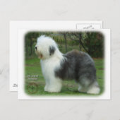 Old English Sheepdog 9F054D-18 Postkarte (Vorne/Hinten)