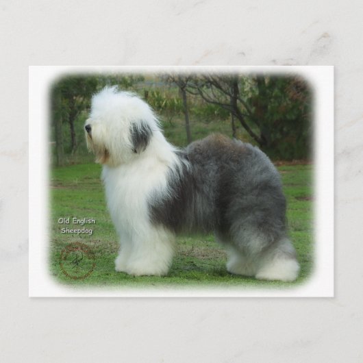 Old English Sheepdog 9F054D-18 Postkarte (Vorderseite)