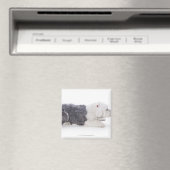 Old English Sheepdog auf weißem Hintergrund Magnet (In Situ (Geschirrspüler))