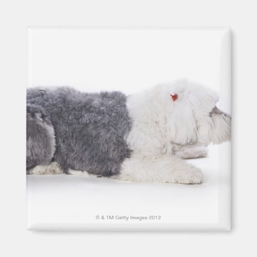 Old English Sheepdog auf weißem Hintergrund Magnet (Vorne)