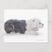 Old English Sheepdog auf weißem Hintergrund Postkarte (Vorderseite)