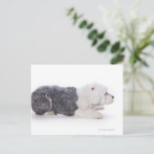 Old English Sheepdog auf weißem Hintergrund Postkarte (Stehend Vorderseite)