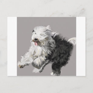 Old English Sheepdog - "Coming Through!" Postkarte