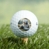 Old English Sheepdog Golfball (Insitu T-Shirt)