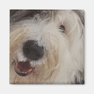 Old English Sheepdog Magnet - Schneegesicht