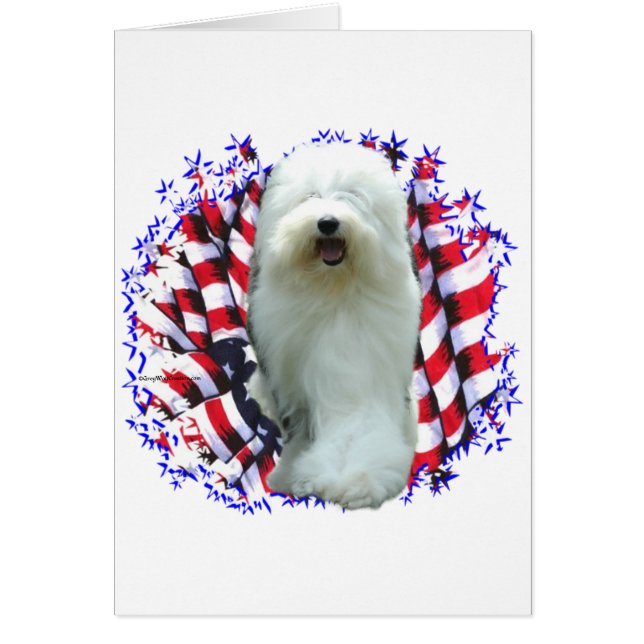 Old English Sheepdog Patriot (Vorne)