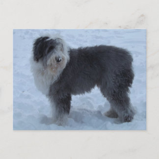Old English SHeepdog Post Card - Snow Dog! Postkarte