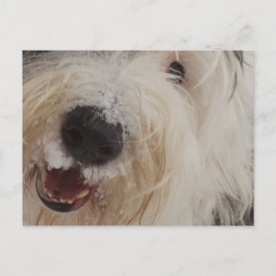 Old English Sheepdog Post Card - Snow Face Postkarte
