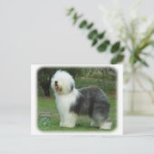 Old English Sheepdog Postkarte (Stehend Vorderseite)