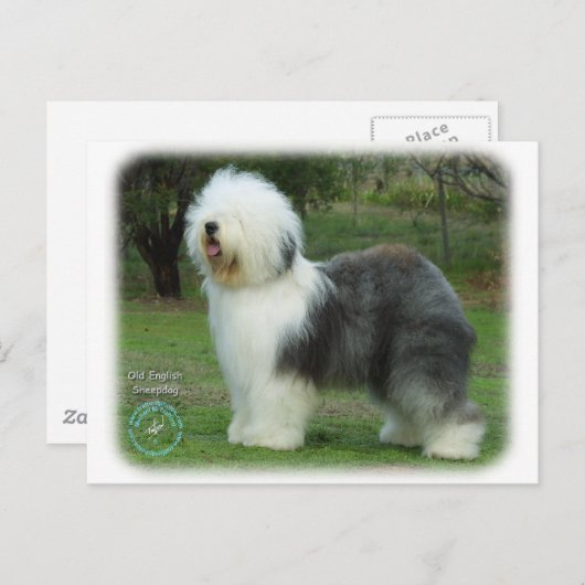 Old English Sheepdog Postkarte (Vorne/Hinten)