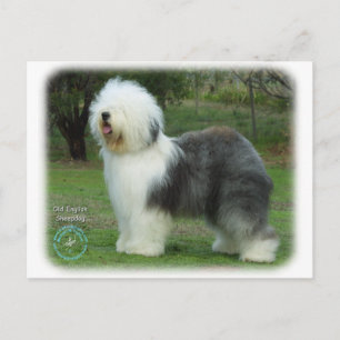 Old English Sheepdog Postkarte