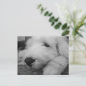 Old English Sheepdog Postkarte (Stehend Vorderseite)