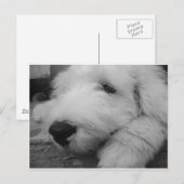 Old English Sheepdog Postkarte (Vorne/Hinten)