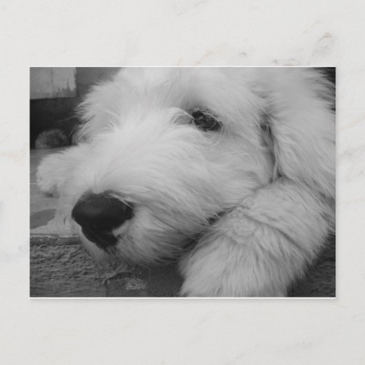 Old English Sheepdog Postkarte (Vorderseite)