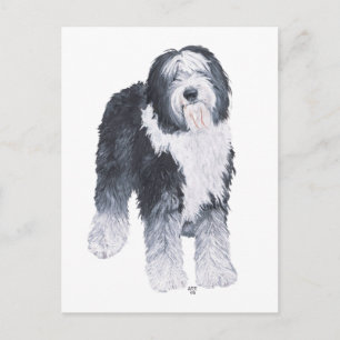 Old English Sheepdog Postkarte