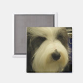 Old English Sheepdog Square Magnet (Vorderseite/Rückseite)