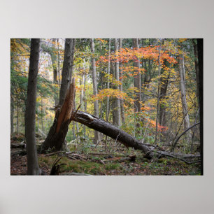 Old fallen tree in the deep forest in autumn faux  poster