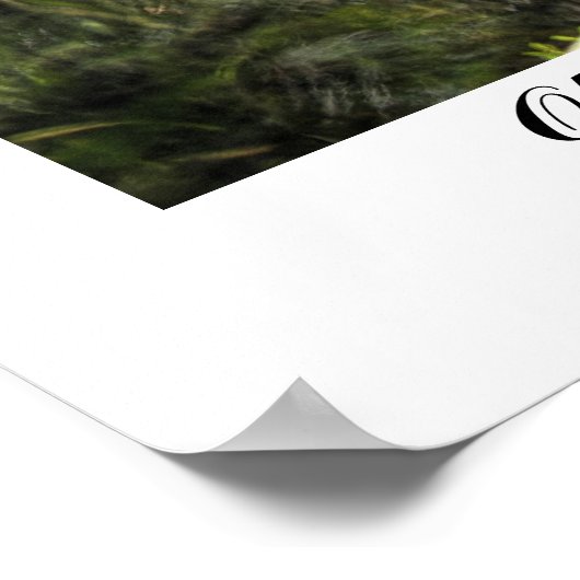 Old Florida Mill Poster (Ecke)