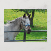 Old Gray Mare Postcard Postkarte (Vorderseite)