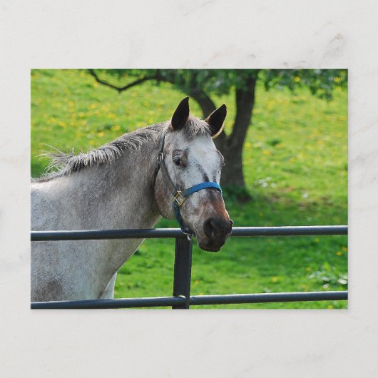 Old Gray Mare Postcard Postkarte (Vorderseite)
