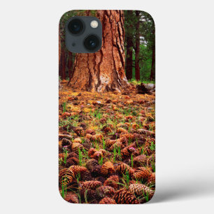 Old-growth Ponderosa tree with pine cones Case-Mate iPhone Hülle