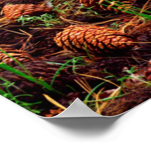 Old-growth Ponderosa tree with pine cones Poster (Ecke)