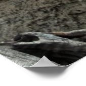 Old Man Cactus Foto Mexico Südwest Cacti Poster (Ecke)