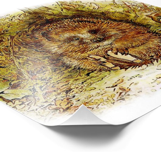 "Old Mr Pricklepin" von Beatrix Potter Fotodruck (Ecke)