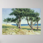 Old Olive Trees, Bordighera Poster (Vorne)