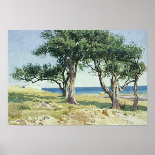 Old Olive Trees, Bordighera Poster (Vorne)