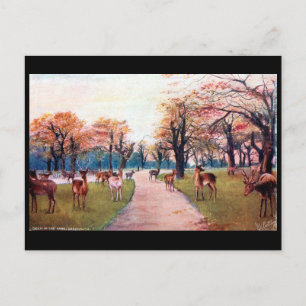 Old Postcard - Greenwich Park, London Postkarte