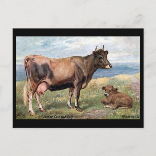 Old Postcard - Jersey Cow and Calf Postkarte (Vorderseite)