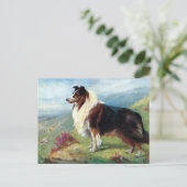 Old Postcard - Scotch Collie Postkarte (Stehend Vorderseite)