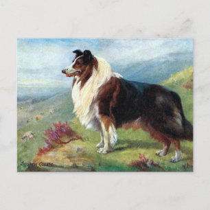 Old Postcard - Scotch Collie Postkarte