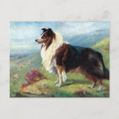 Old Postcard - Scotch Collie Postkarte (Vorderseite)